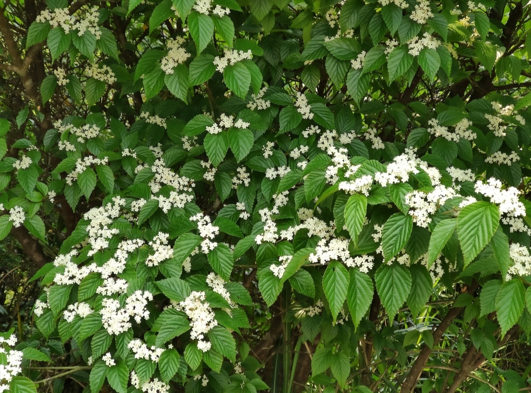 陽明山國家公園｜冷水坑：探索台北的隱藏寶地與美味享受
