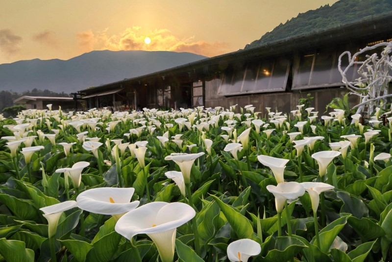 竹子湖海芋與櫻花美景，是陽明山花季的重點