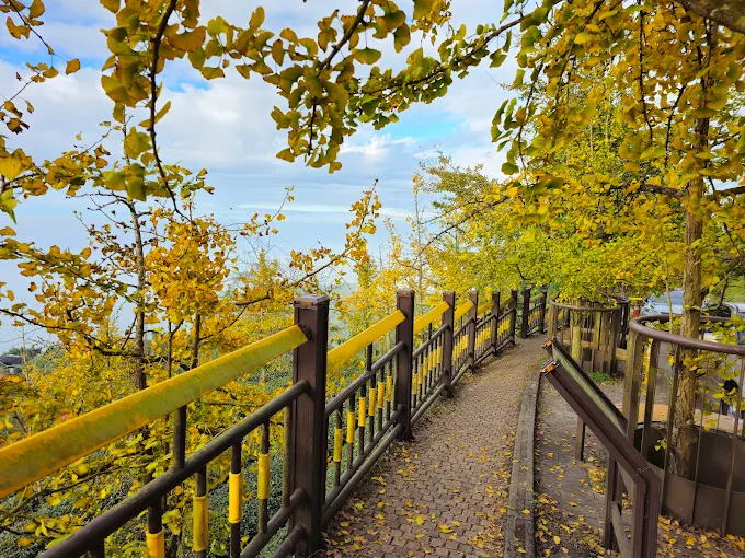 秋冬限定必拍！南投銀杏林＋溪頭森林療癒路線，搭配日月潭月牙灣超浪漫