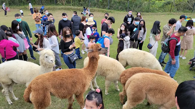 新竹親子景點推薦｜5大必玩樂園農場，孩子放電一整天！