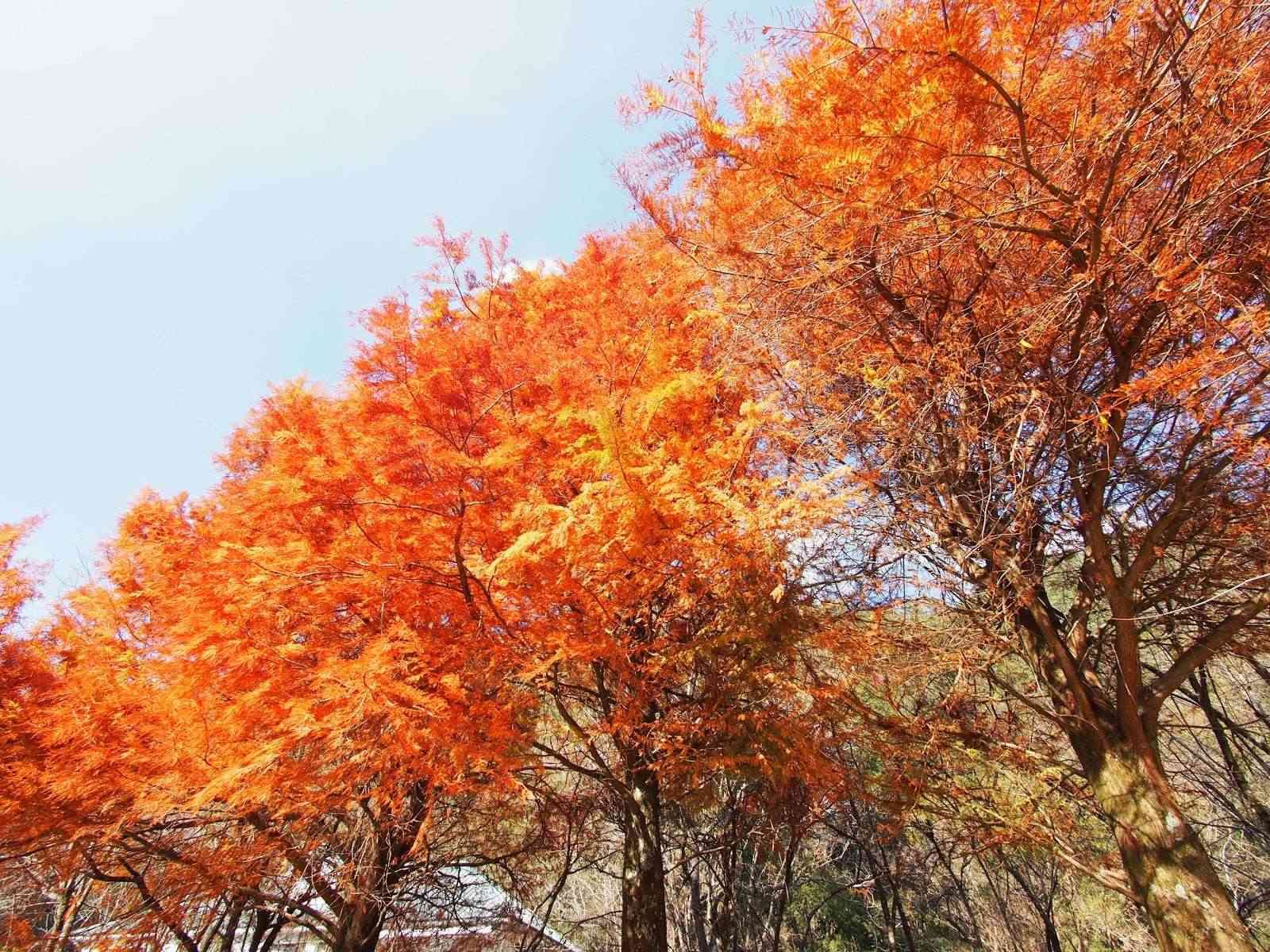 奧萬大國家森林遊樂區內的楓葉呈現鮮豔的火紅色，與周邊山林交織成絕美畫卷