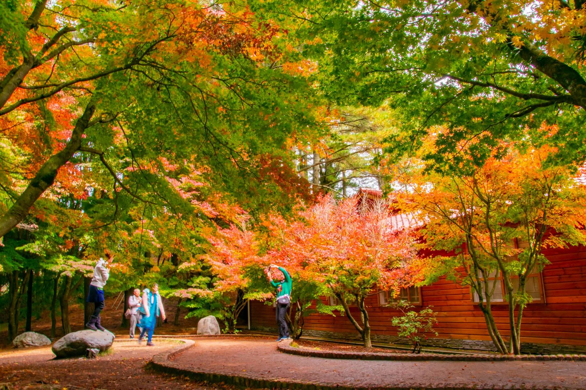 福壽山農場松廬前的楓葉轉紅，呈現濃厚的日式和風氣息