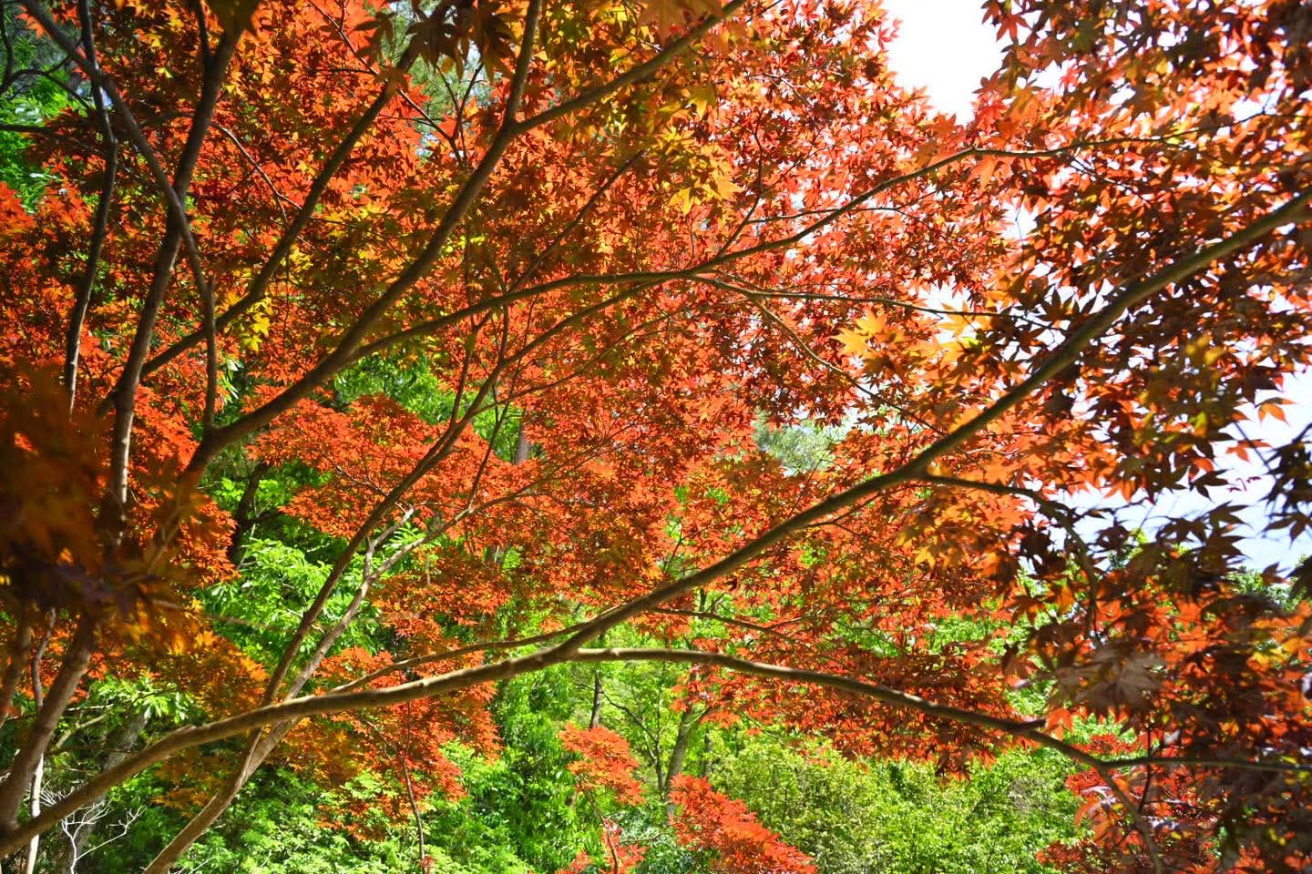 武陵農場茶園步道與楓林交織，形成絕美的秋季景觀