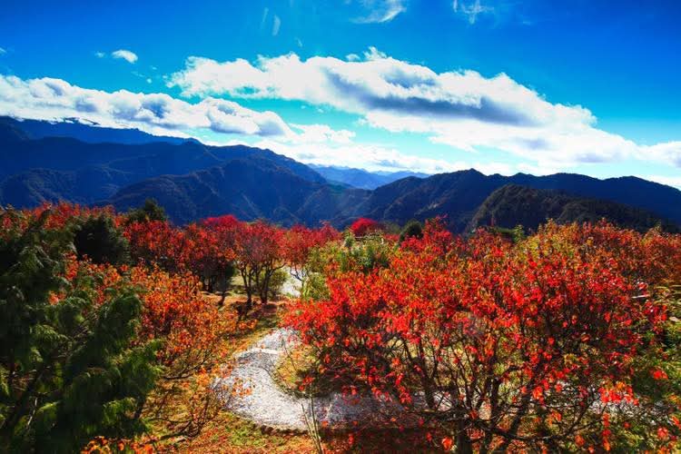 阿里山森林鐵路旁，火紅的楓葉隨風搖曳，與紅色車頭相互輝映