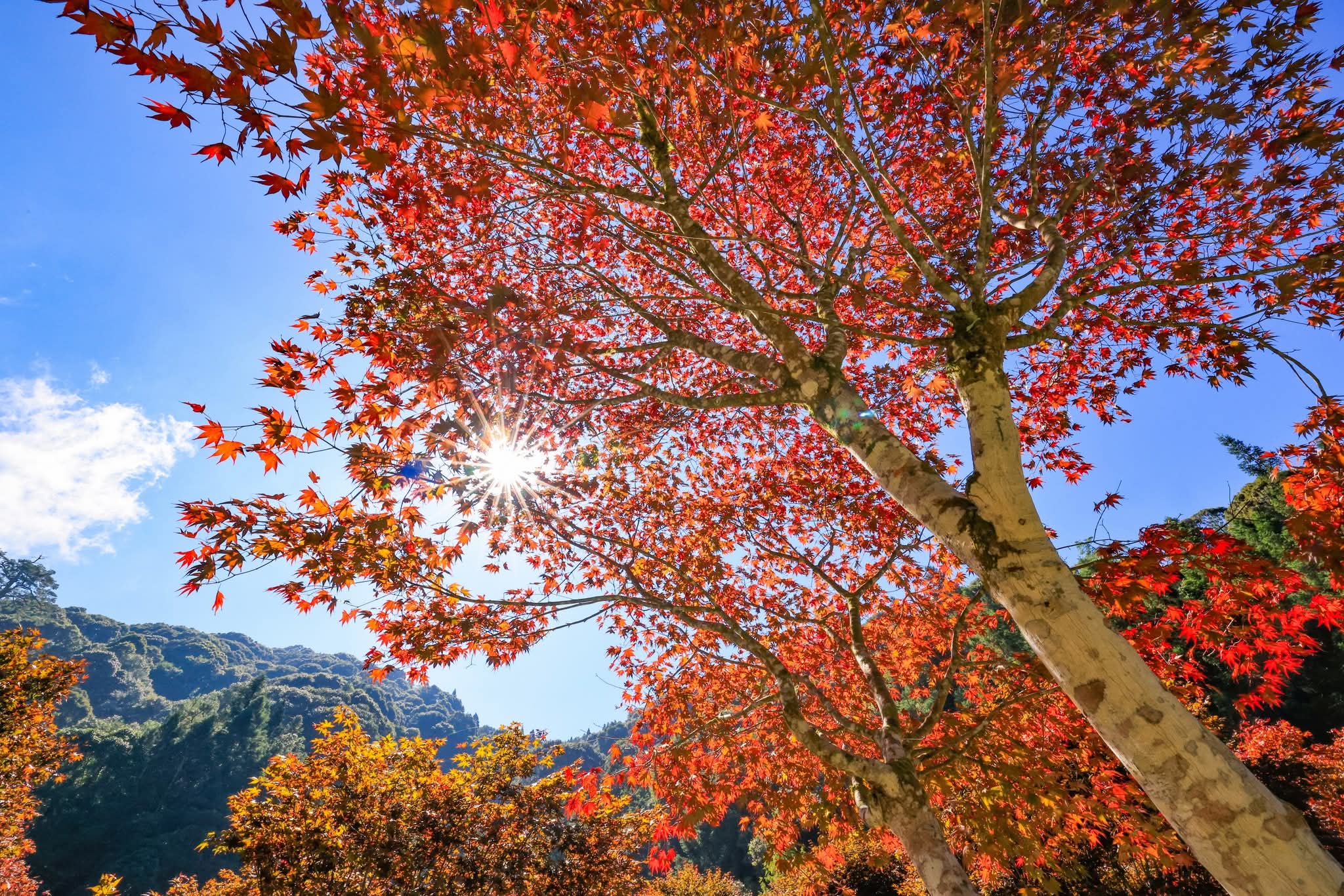 杉林溪園區內的水杉林與楓紅交織，呈現絕佳的色彩層次感