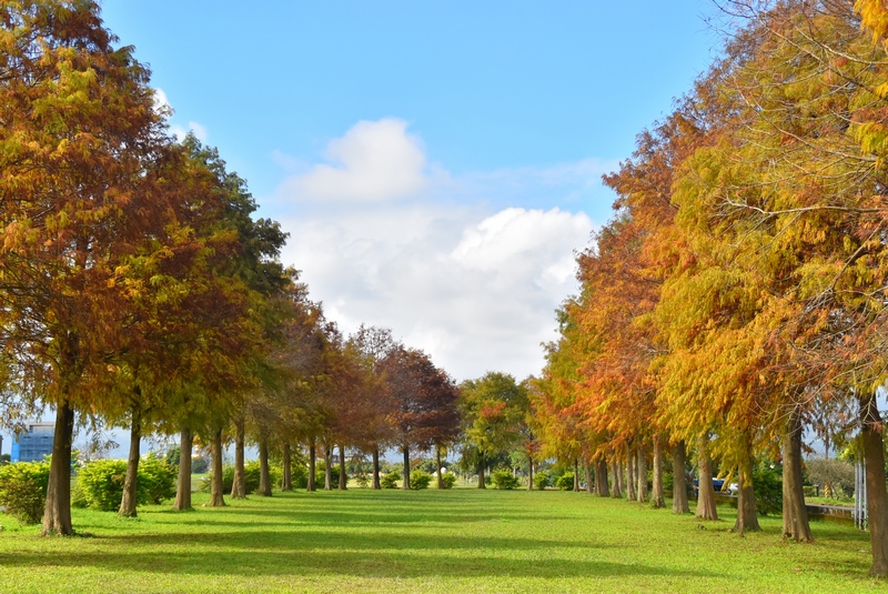 風一吹就紅了的季節｜宜蘭落羽松免費秘境，美得像一場慢電影