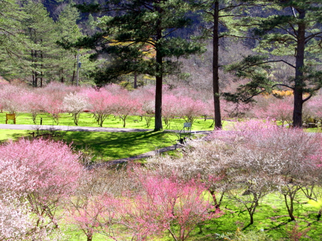 武陵農場｜漫步雲端森林，四季花海、雪山美景與高山度假天堂