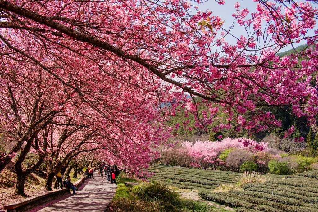武陵農場|漫步雲端森林,四季花海、雪山美景與高山度假天堂