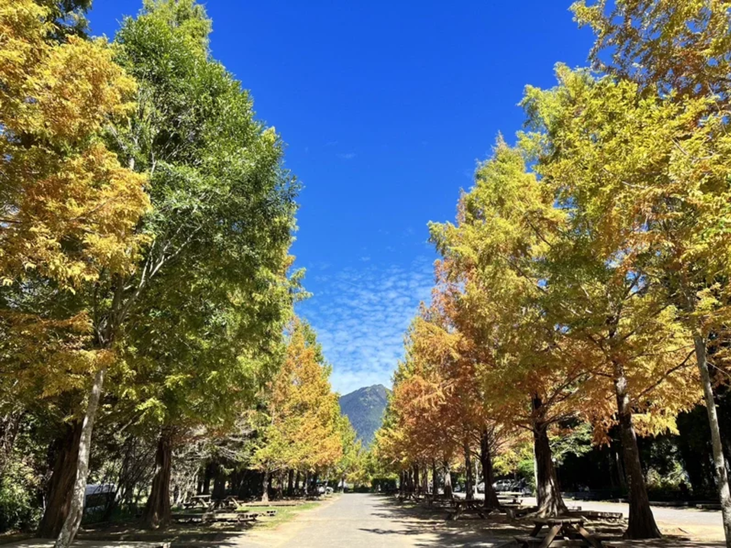武陵農場｜漫步雲端森林，四季花海、雪山美景與高山度假天堂