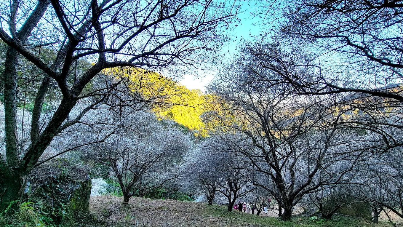 富興梅園