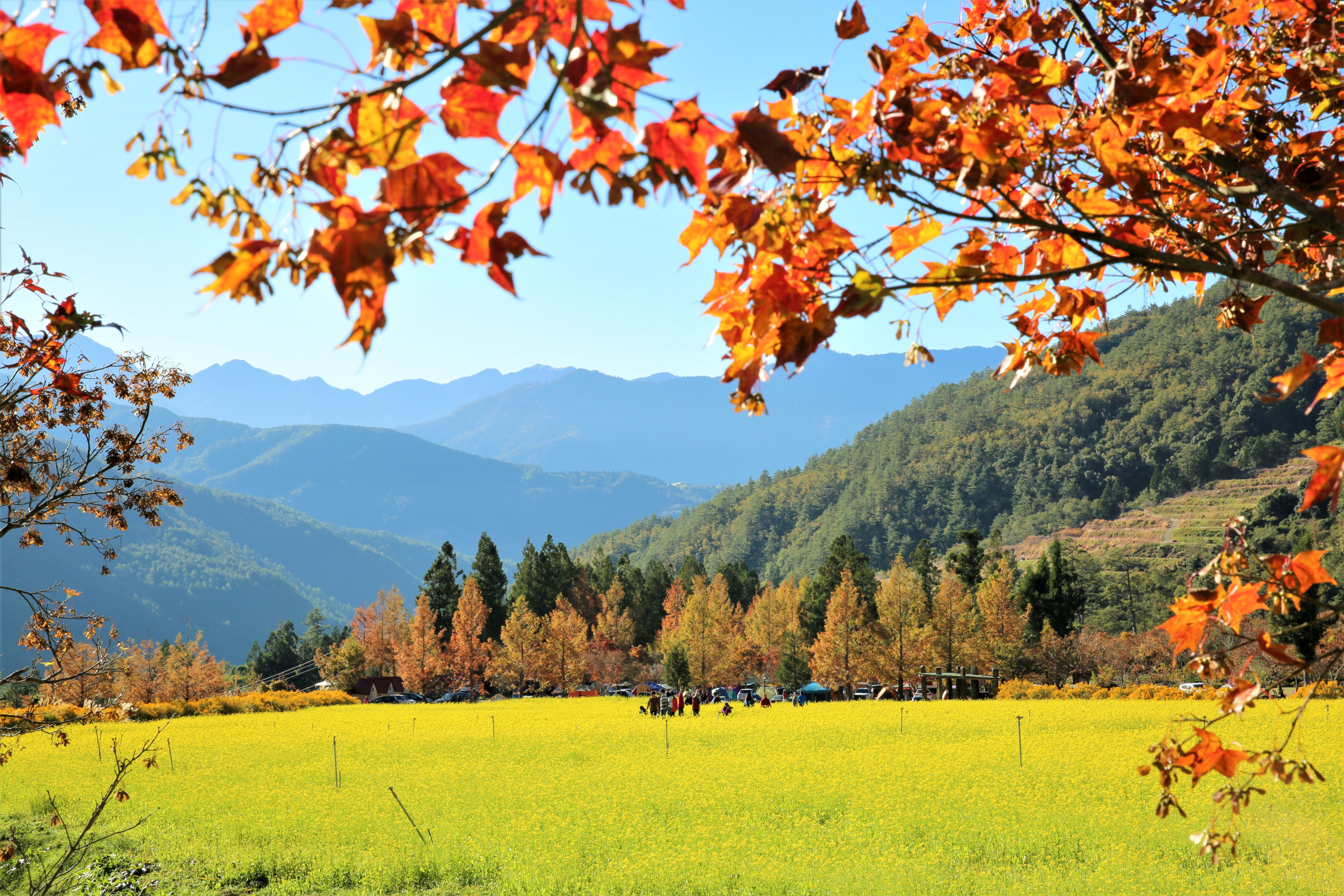 武陵農場｜漫步雲端森林，四季花海、雪山美景與高山度假天堂