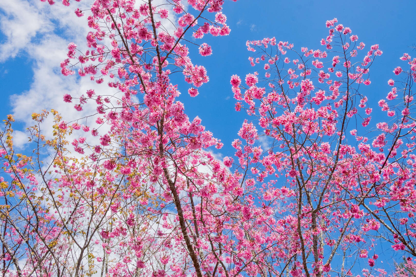 武陵農場｜漫步雲端森林，四季花海、雪山美景與高山度假天堂