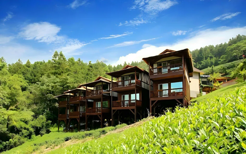 秋風微涼時，住進阿里山——從雲海到檜木香的五種風景