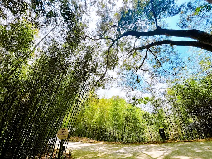 當雲霧滑過山稜，苗栗天空之城的藤蔓古堡正靜靜甦醒