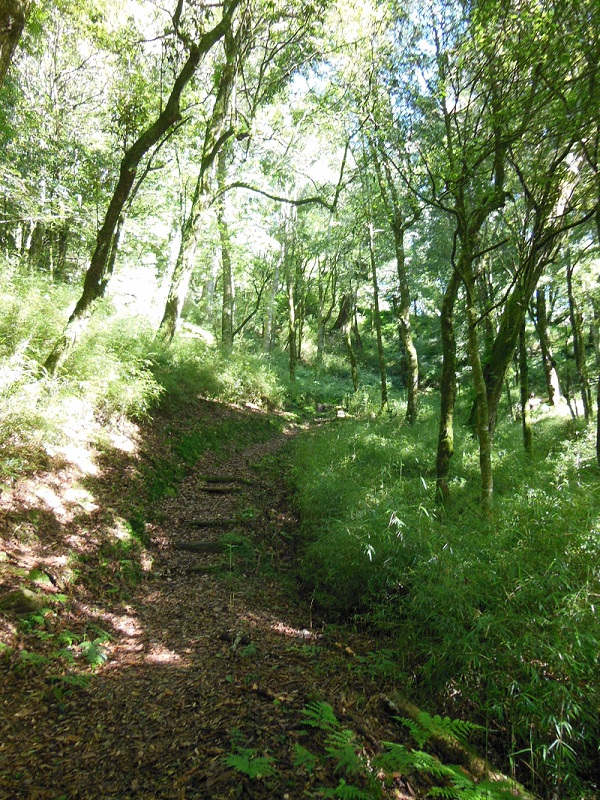 走進新竹觀霧國家森林遊樂區，看雲海在山間翻湧、時間靜靜慢下來