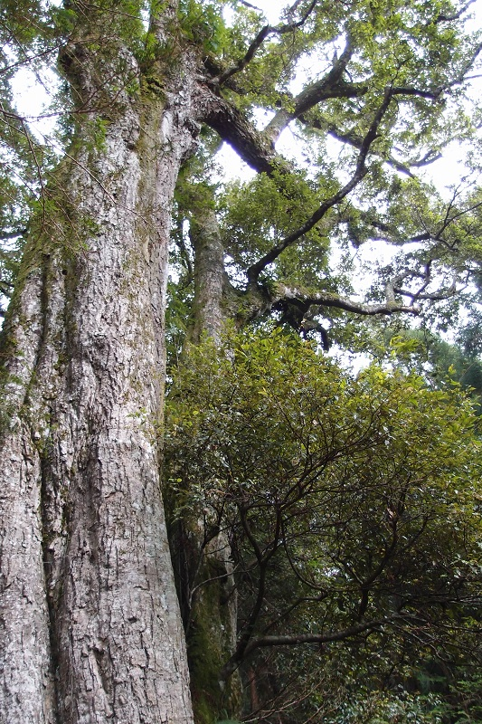 走進新竹觀霧國家森林遊樂區，看雲海在山間翻湧、時間靜靜慢下來