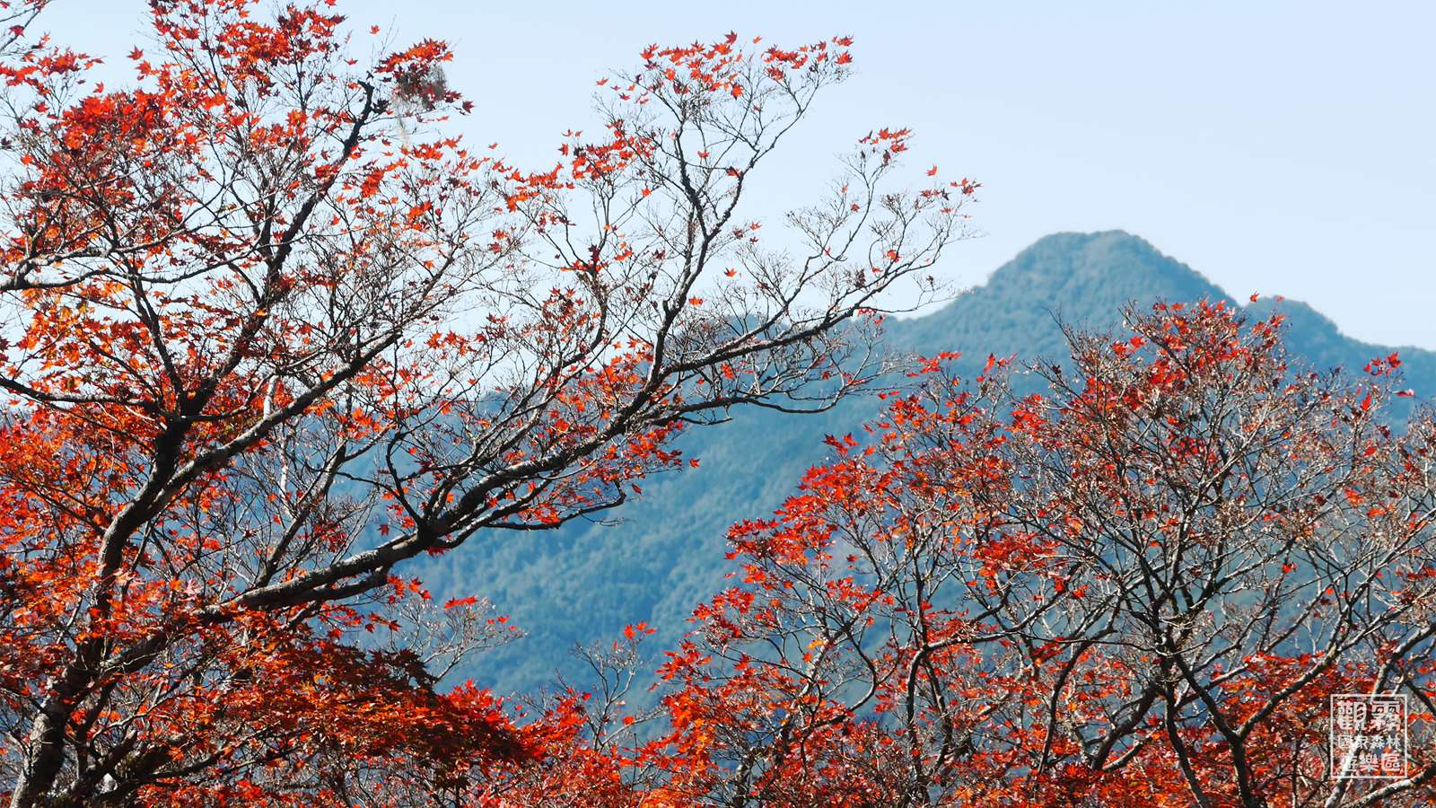 走進新竹觀霧國家森林遊樂區，看雲海在山間翻湧、時間靜靜慢下來