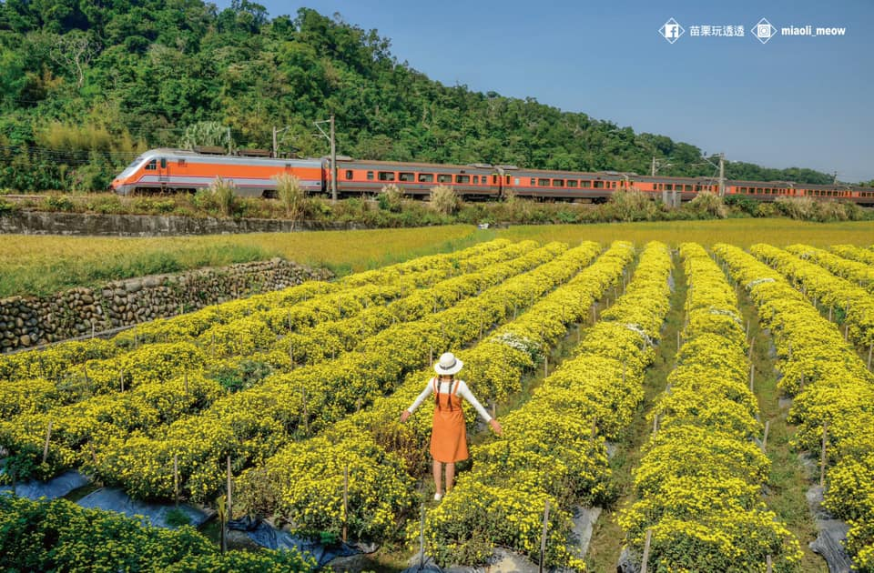 十一月的銅鑼鄉，杭菊花開如雪，我在九湖村的風裡等一場秋色綻放