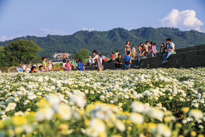 十一月的銅鑼鄉，杭菊花開如雪，我在九湖村的風裡等一場秋色綻放