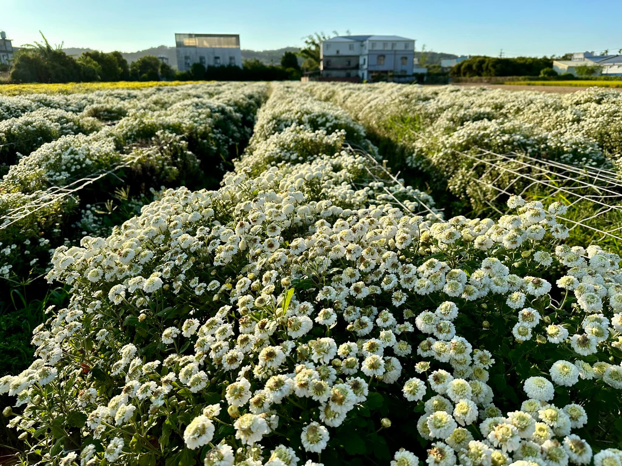 十一月的銅鑼鄉，杭菊花開如雪，我在九湖村的風裡等一場秋色綻放