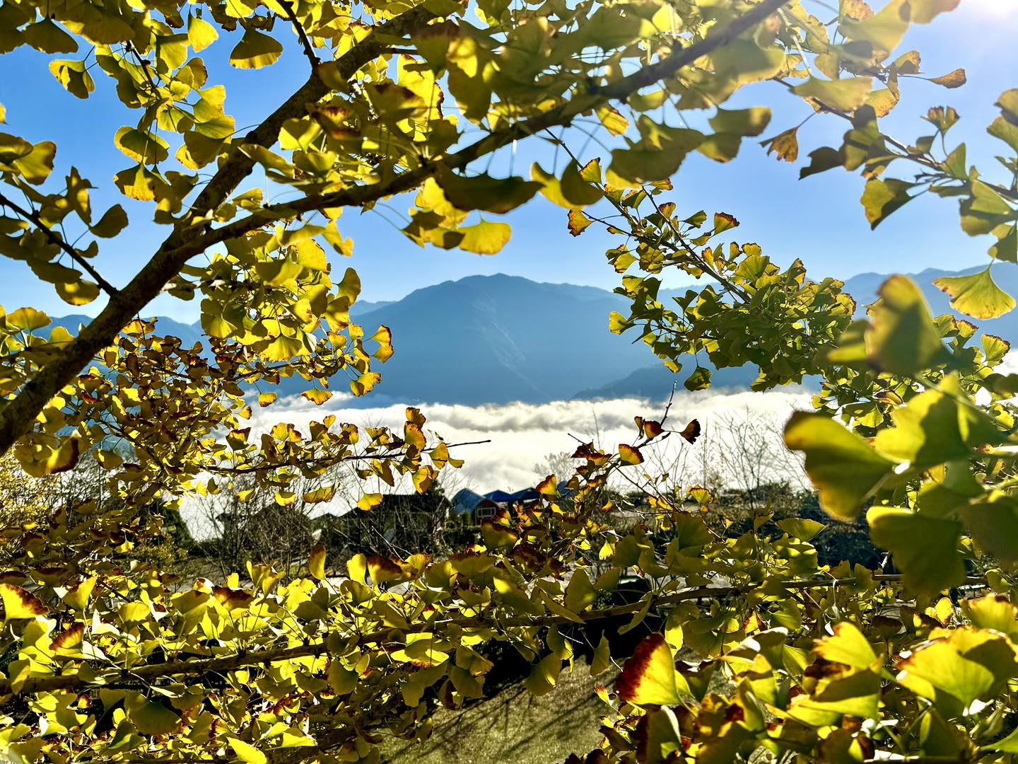 一早沿著山路上五峰，看雲海在山上人家森林農場翻滾，午後銀杏與陽光正閃耀