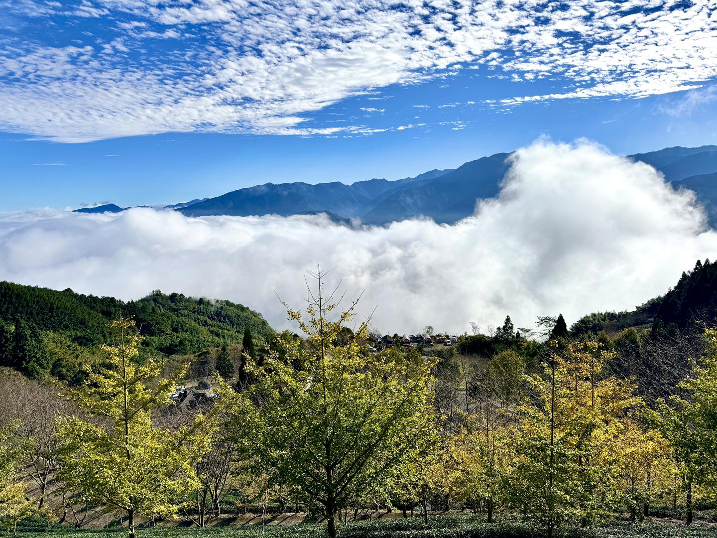 一早沿著山路上五峰，看雲海在山上人家森林農場翻滾，午後銀杏與陽光正閃耀