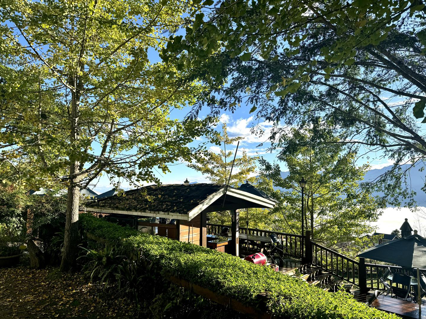 一早沿著山路上五峰，看雲海在山上人家森林農場翻滾，午後銀杏與陽光正閃耀