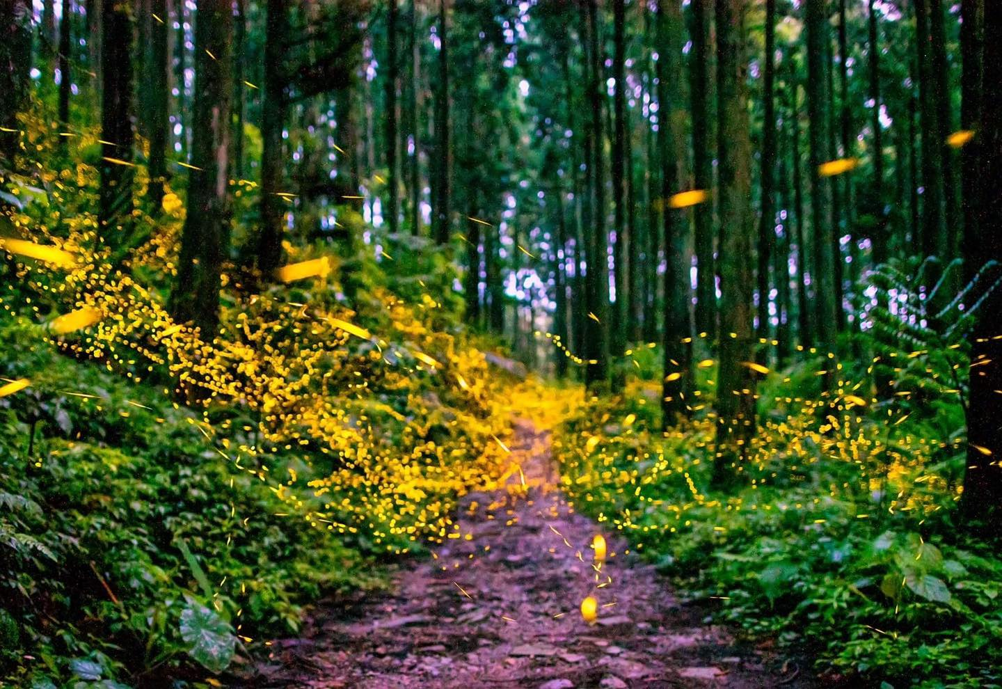 一早沿著山路上五峰，看雲海在山上人家森林農場翻滾，午後銀杏與陽光正閃耀