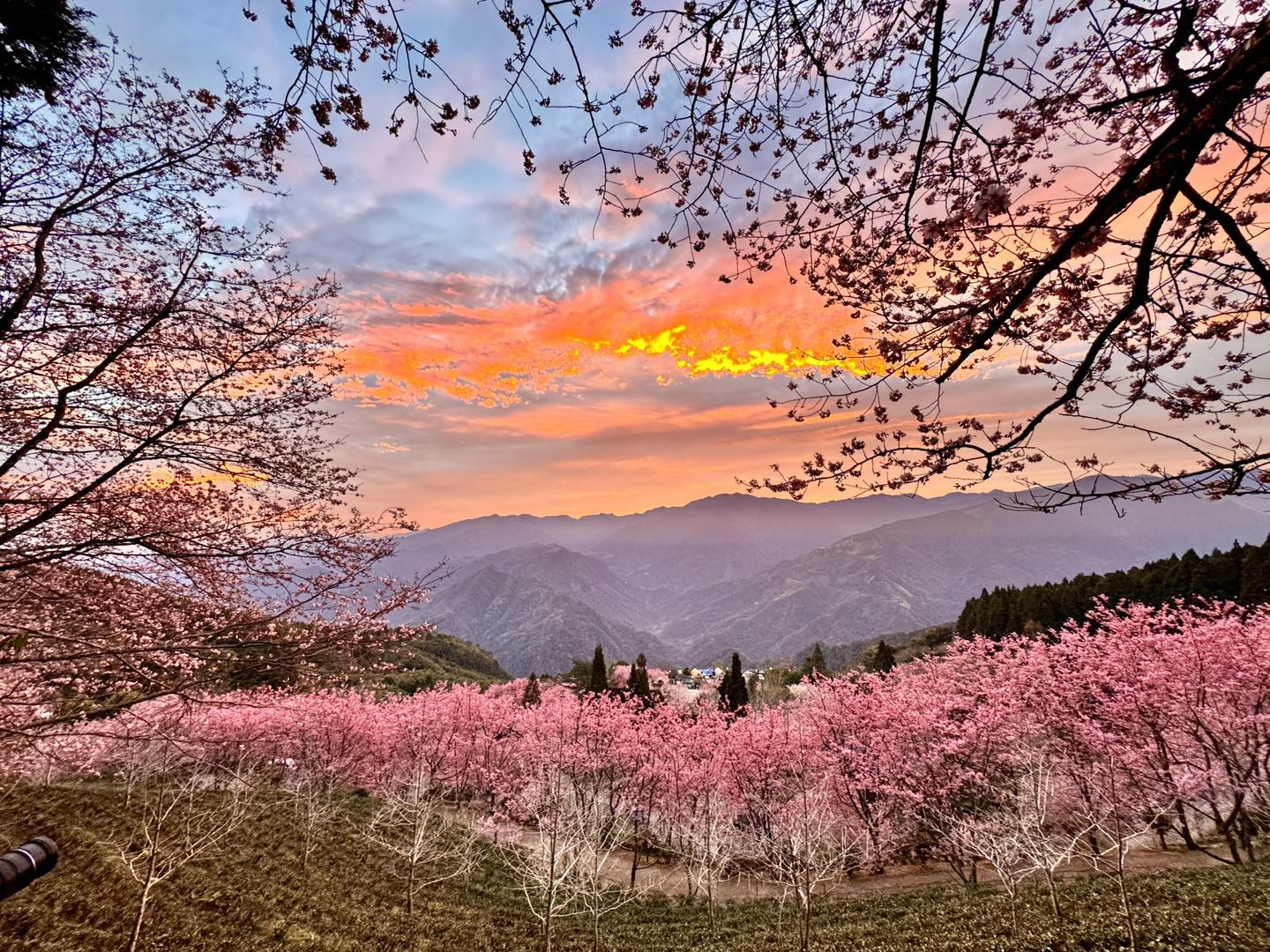 一早沿著山路上五峰，看雲海在山上人家森林農場翻滾，午後銀杏與陽光正閃耀