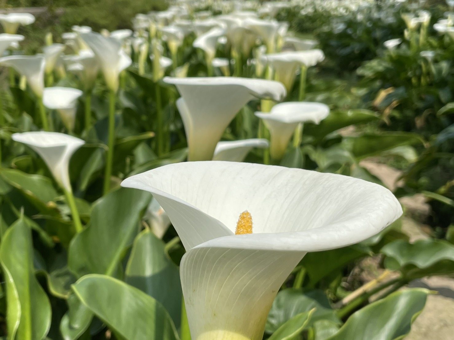 竹子湖潔白優雅的海芋花田景觀