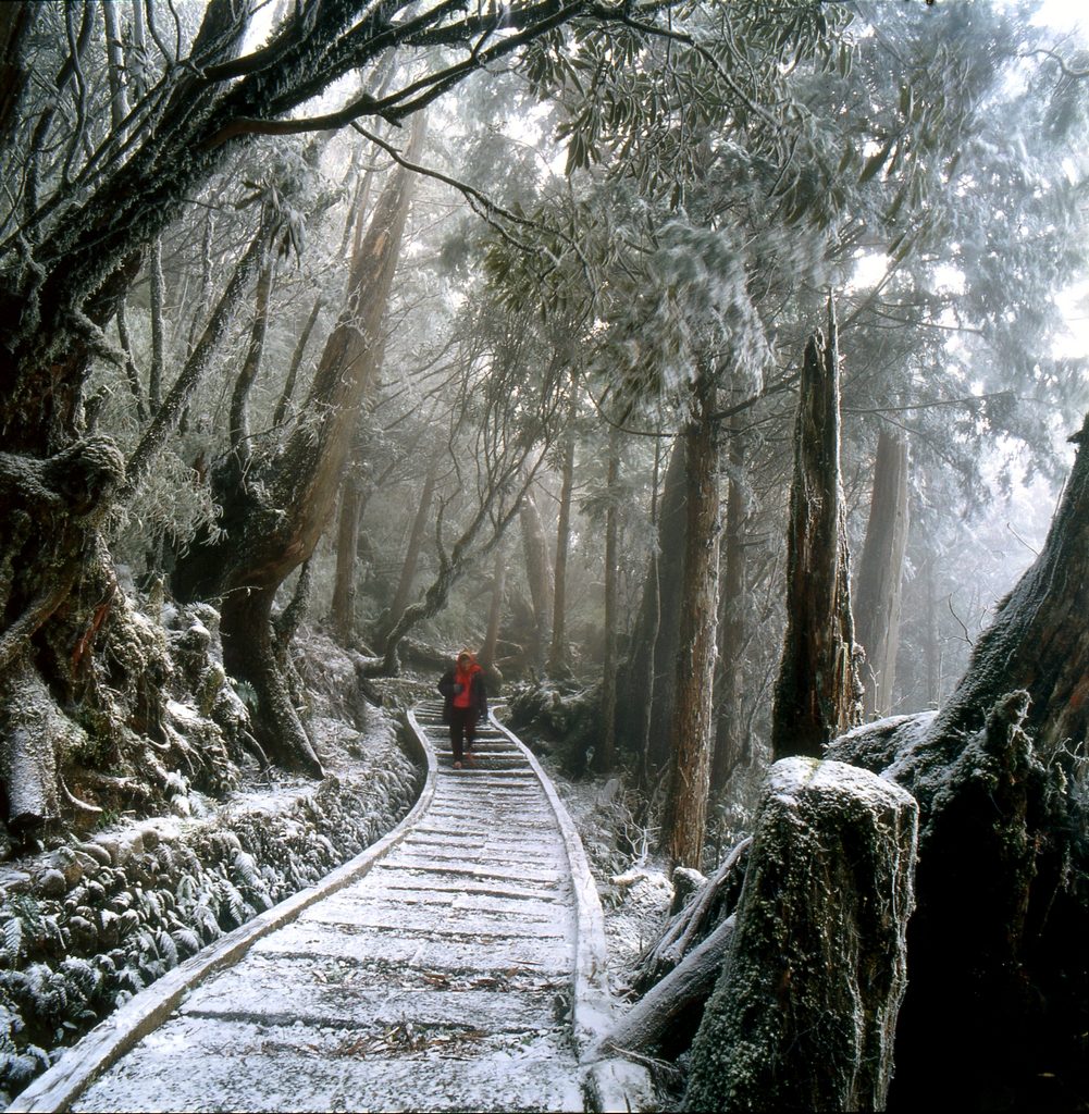 太平山雪景森林步道