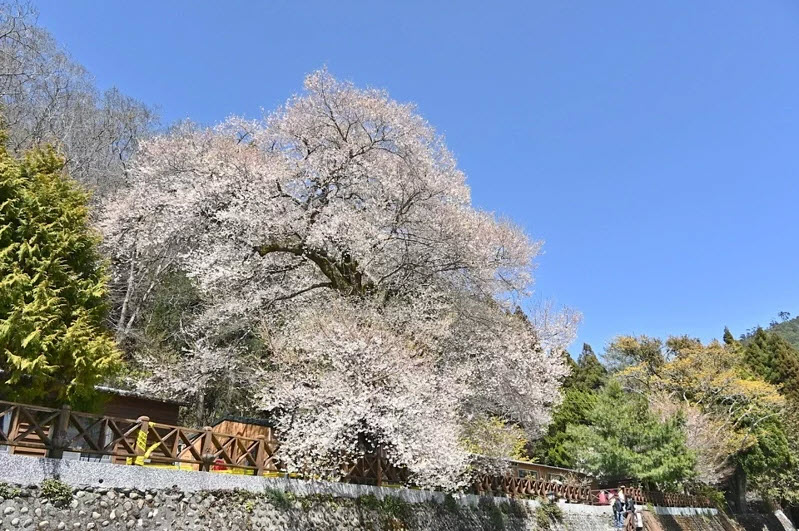 觀霧山莊-霧社櫻王｜苗栗山林中的雲霧仙境，賞櫻、健行、放鬆心靈