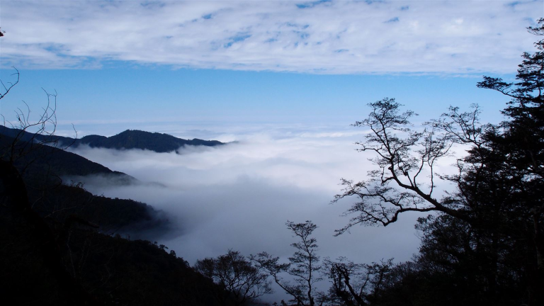 觀霧山莊-霧社櫻王｜苗栗山林中的雲霧仙境，賞櫻、健行、放鬆心靈