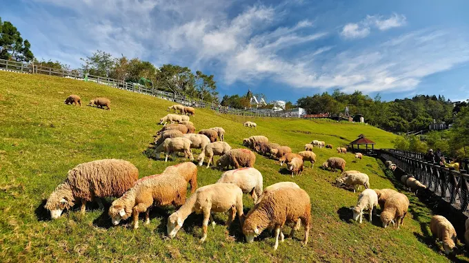 清境農場｜一場綠意與微風的邂逅，旅行不只是遠方，也是心的歸宿