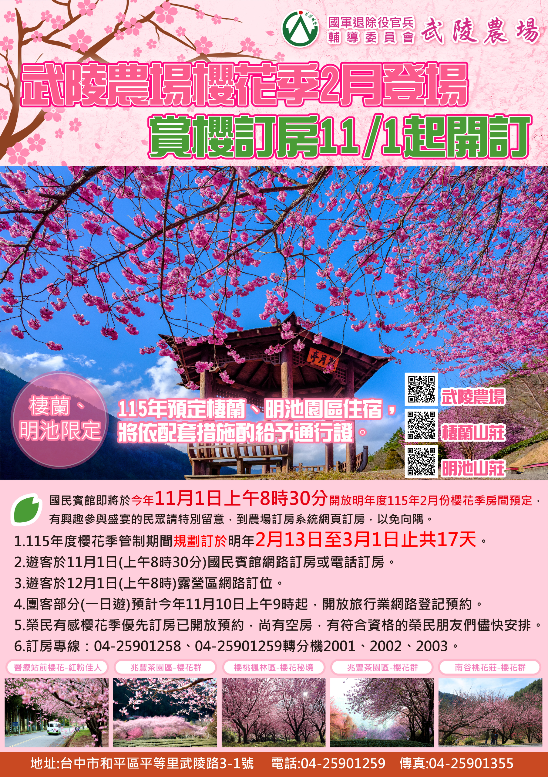 2026年武陵農場櫻花季盛大展開，粉紅佳人櫻花綻放於山谷間，遊客絡繹不絕。