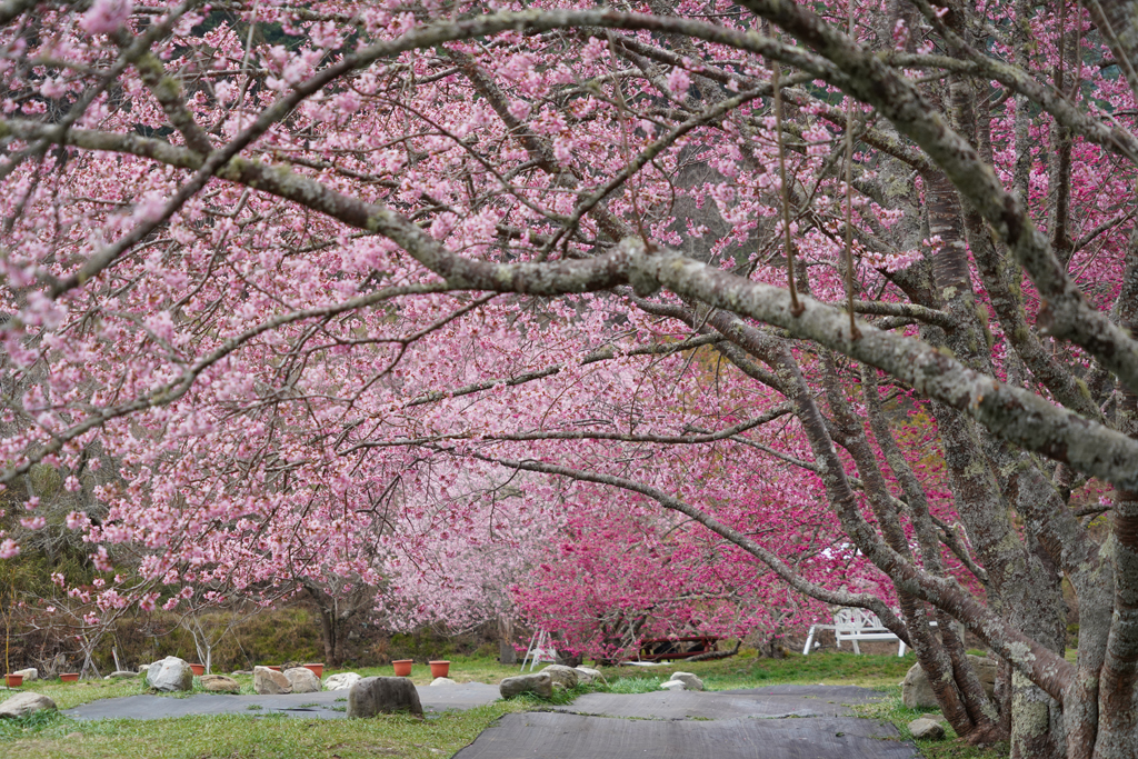 武陵農場茶園步道櫻花盛開，翠綠茶園與粉紅櫻花相互輝映，美不勝收。