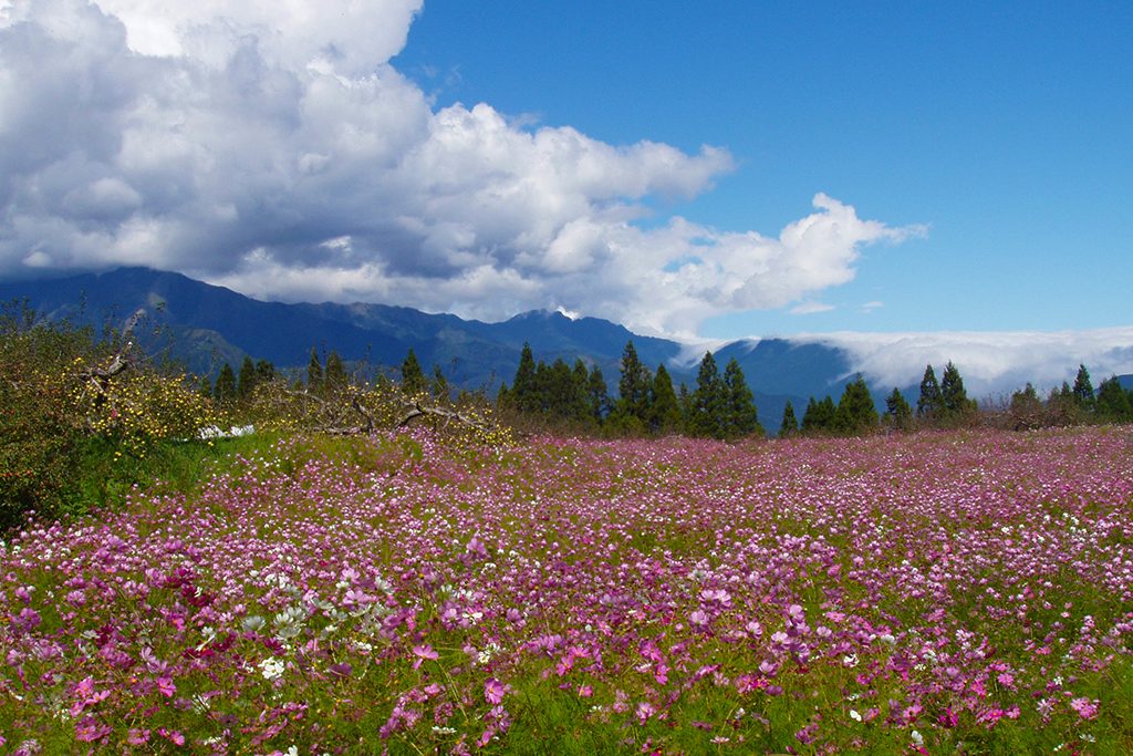 高山限定!福壽山農場秋日「楓」景正濃,拍出年度最美 IG 打卡照