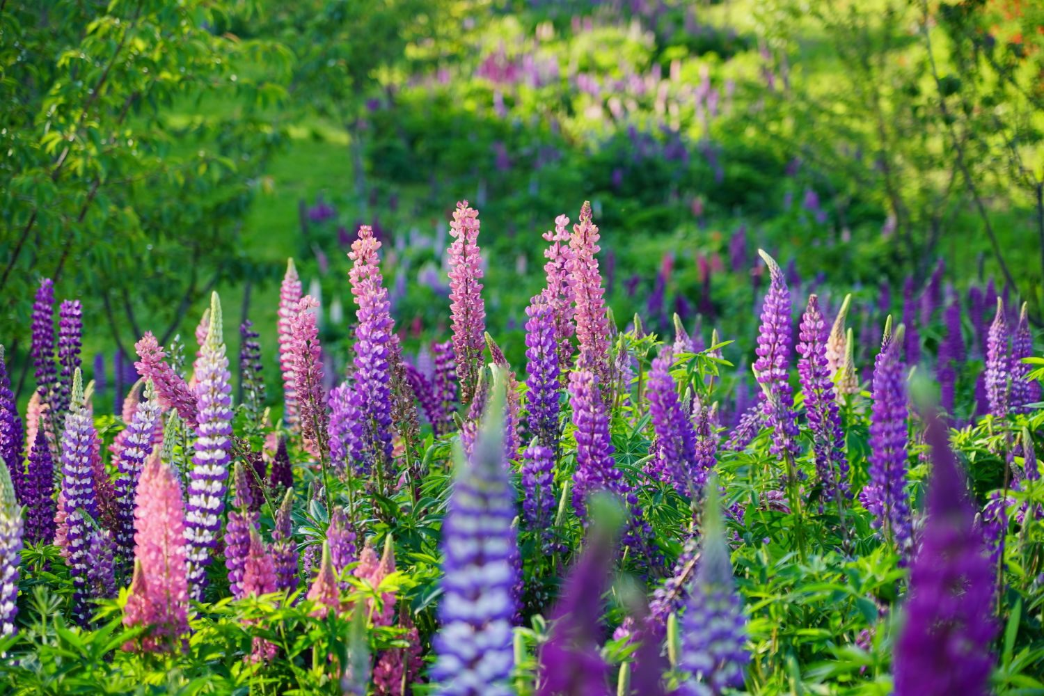 高山限定!福壽山農場秋日「楓」景正濃,拍出年度最美 IG 打卡照