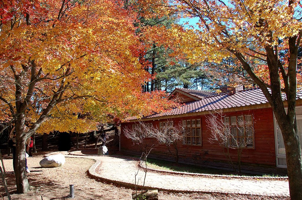 高山限定!福壽山農場秋日「楓」景正濃,拍出年度最美 IG 打卡照