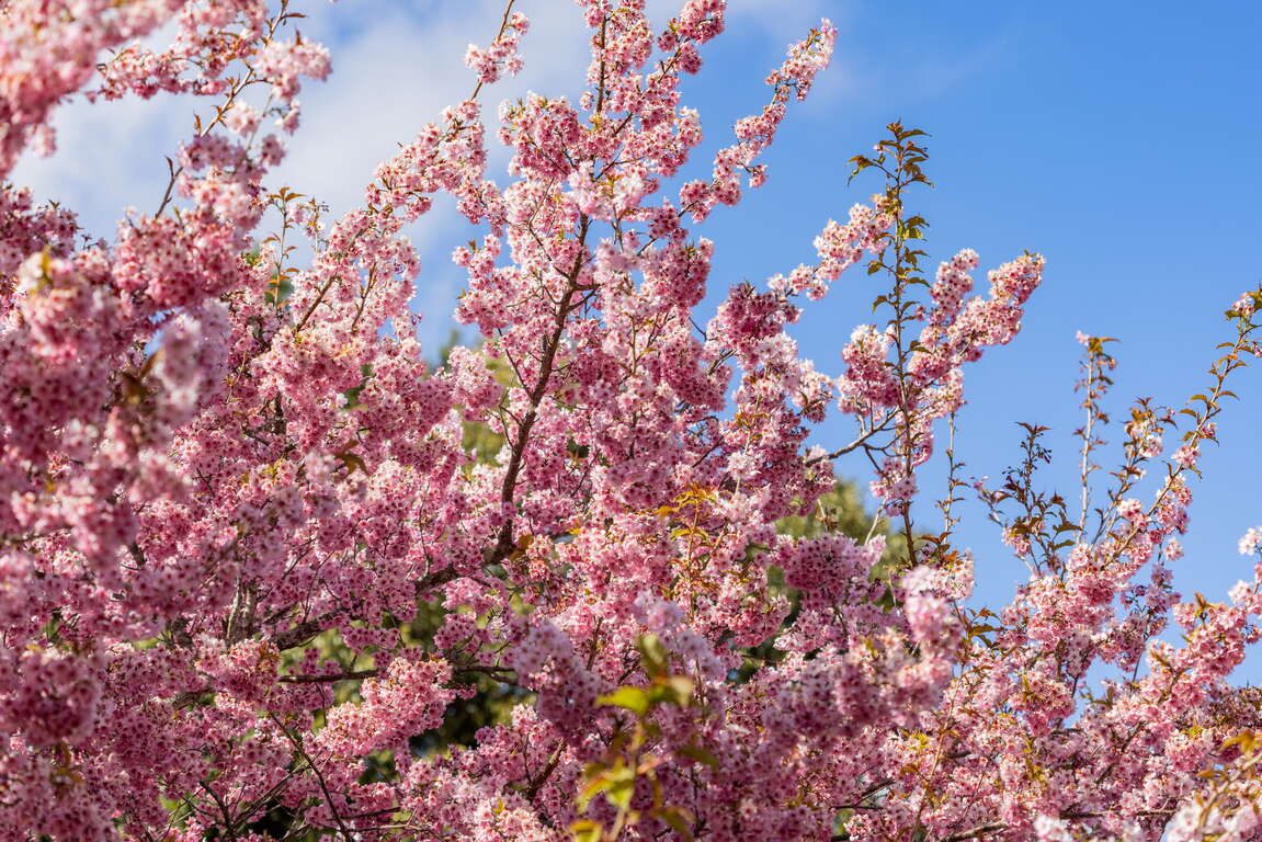 高山限定!福壽山農場秋日「楓」景正濃,拍出年度最美 IG 打卡照