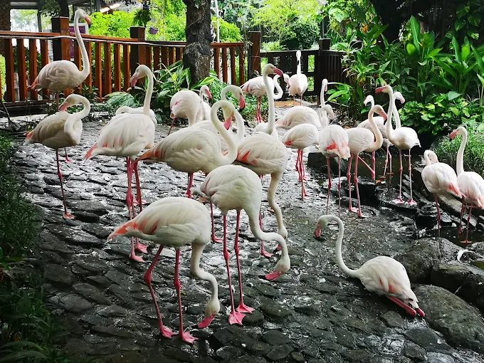 「小港也有小奈良!」|淨園休閒農場動物互動+觀機坪,看飛機比追劇還療癒