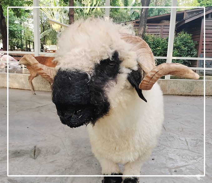 「小港也有小奈良!」|淨園休閒農場動物互動+觀機坪,看飛機比追劇還療癒