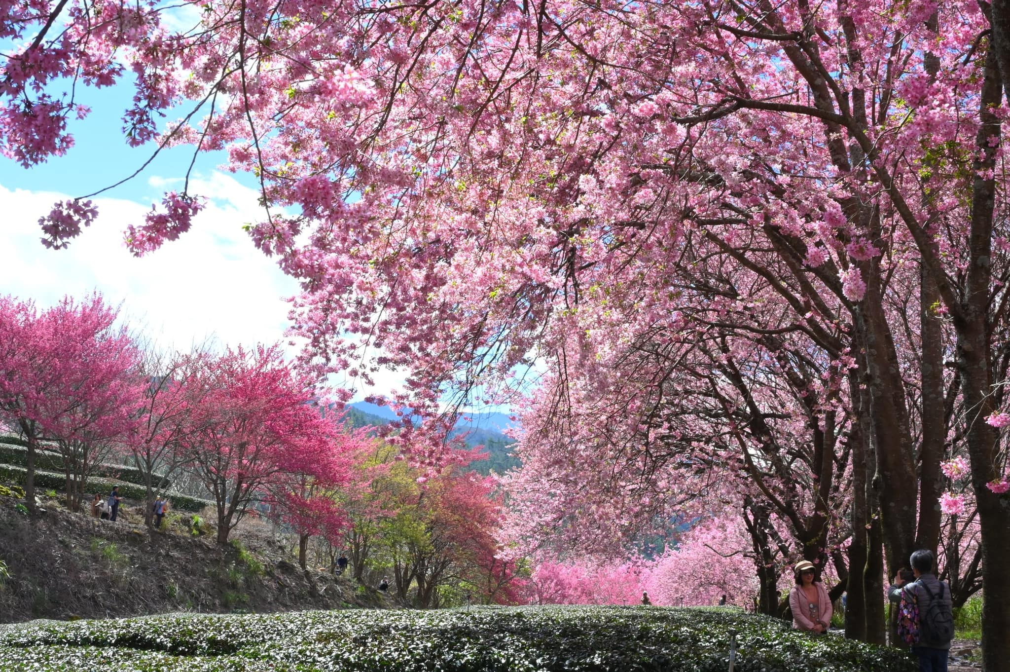 武陵農場櫻花季盛開，茶園步道與粉紅櫻花交織成壯麗美景