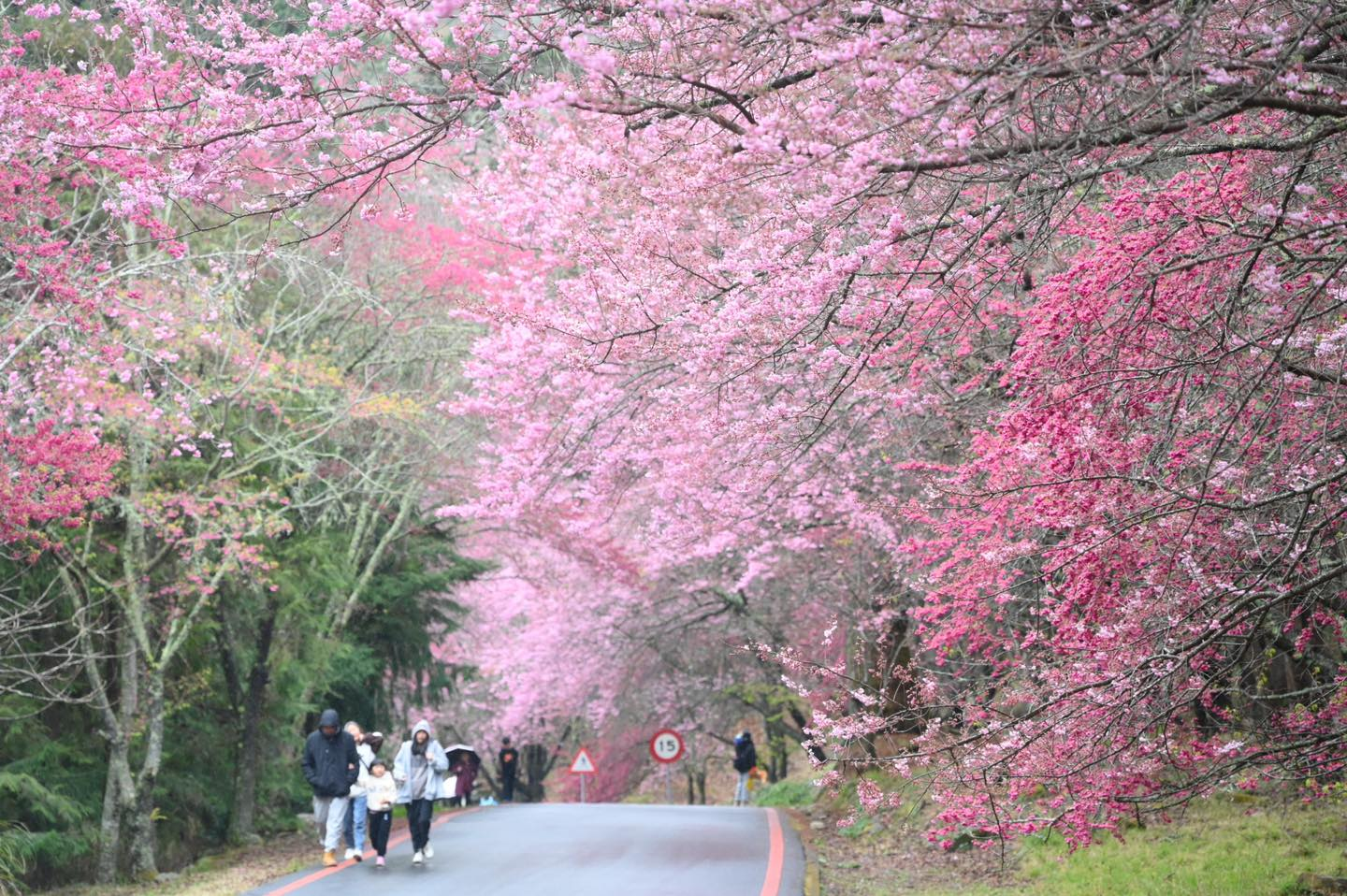 古松與櫻花相互輝映，展現剛柔並濟的自然美感