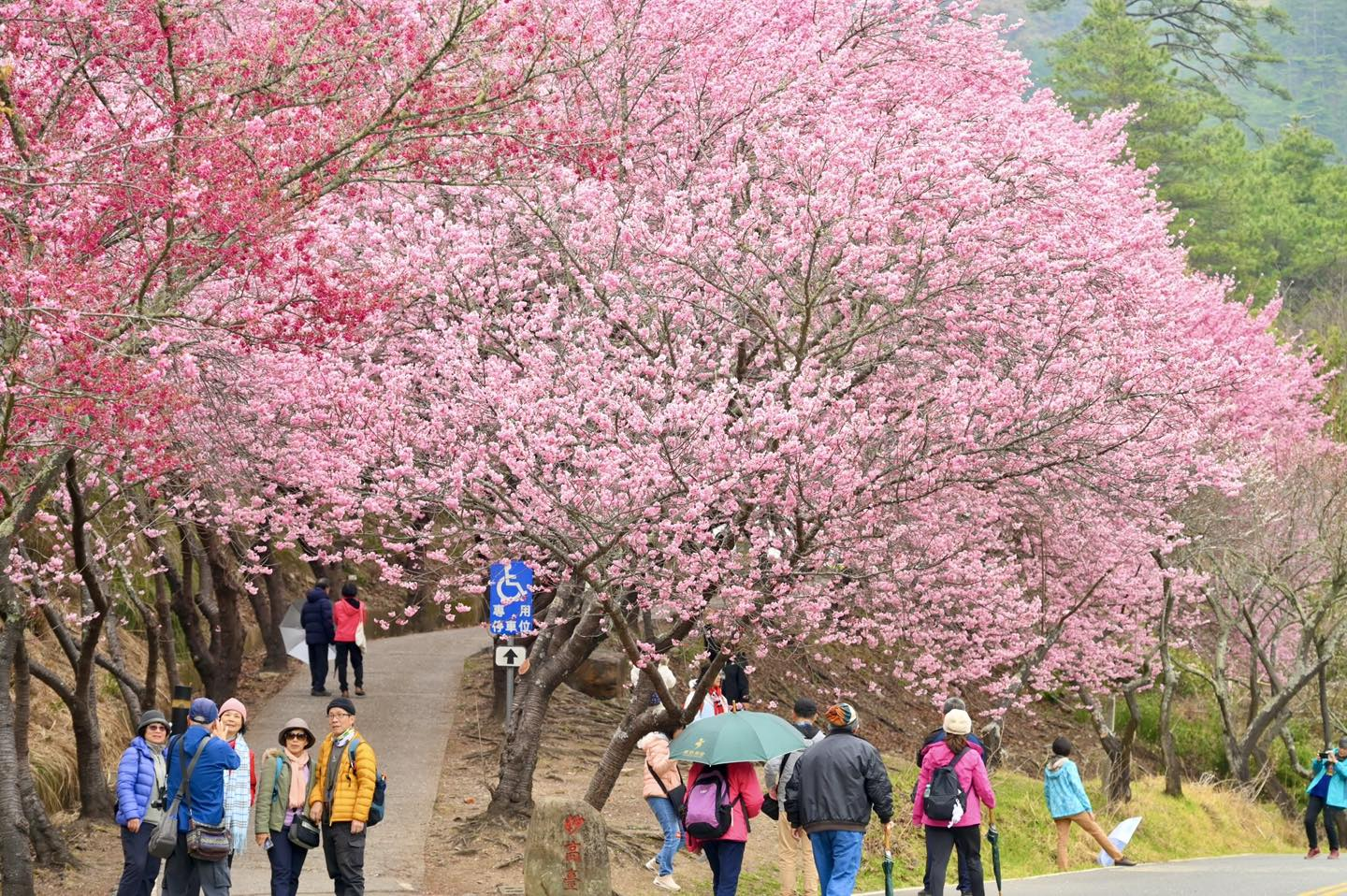 站在妙高櫻花坡上，整片粉紅浪潮盡收眼底