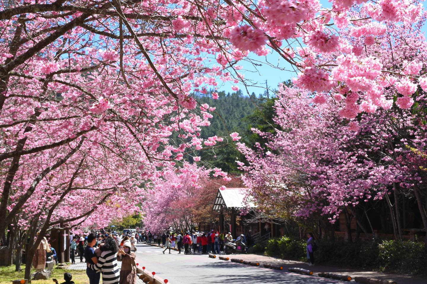 茶莊旁的櫻花步道，光影交錯間展現春天的極致美感