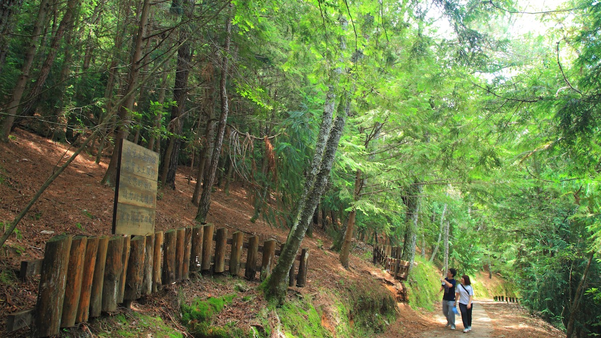充滿綠意的桃山瀑布步道