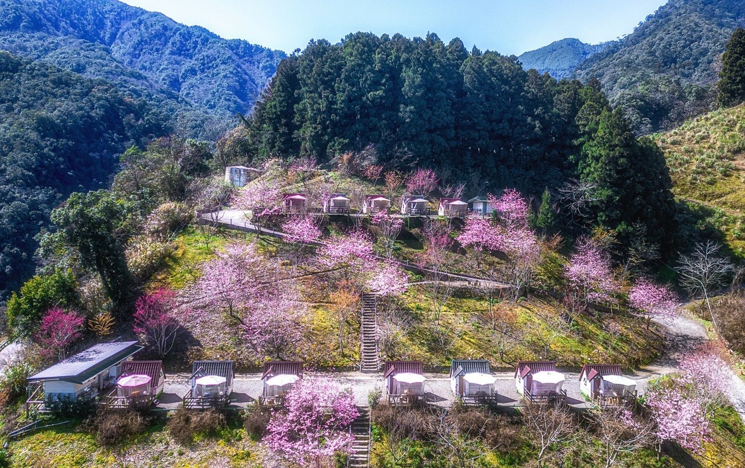 想趕上春櫻與晨光交織的時刻,提早鎖定武陵農場理想住宿