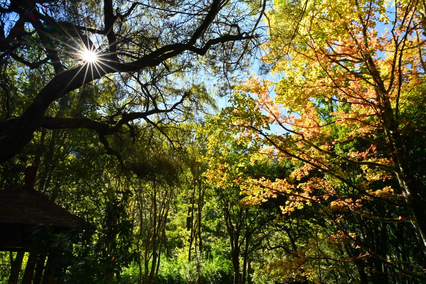 秋風起、楓葉紅的時候，武陵農場訂房像是在預約一場靜謐山居
