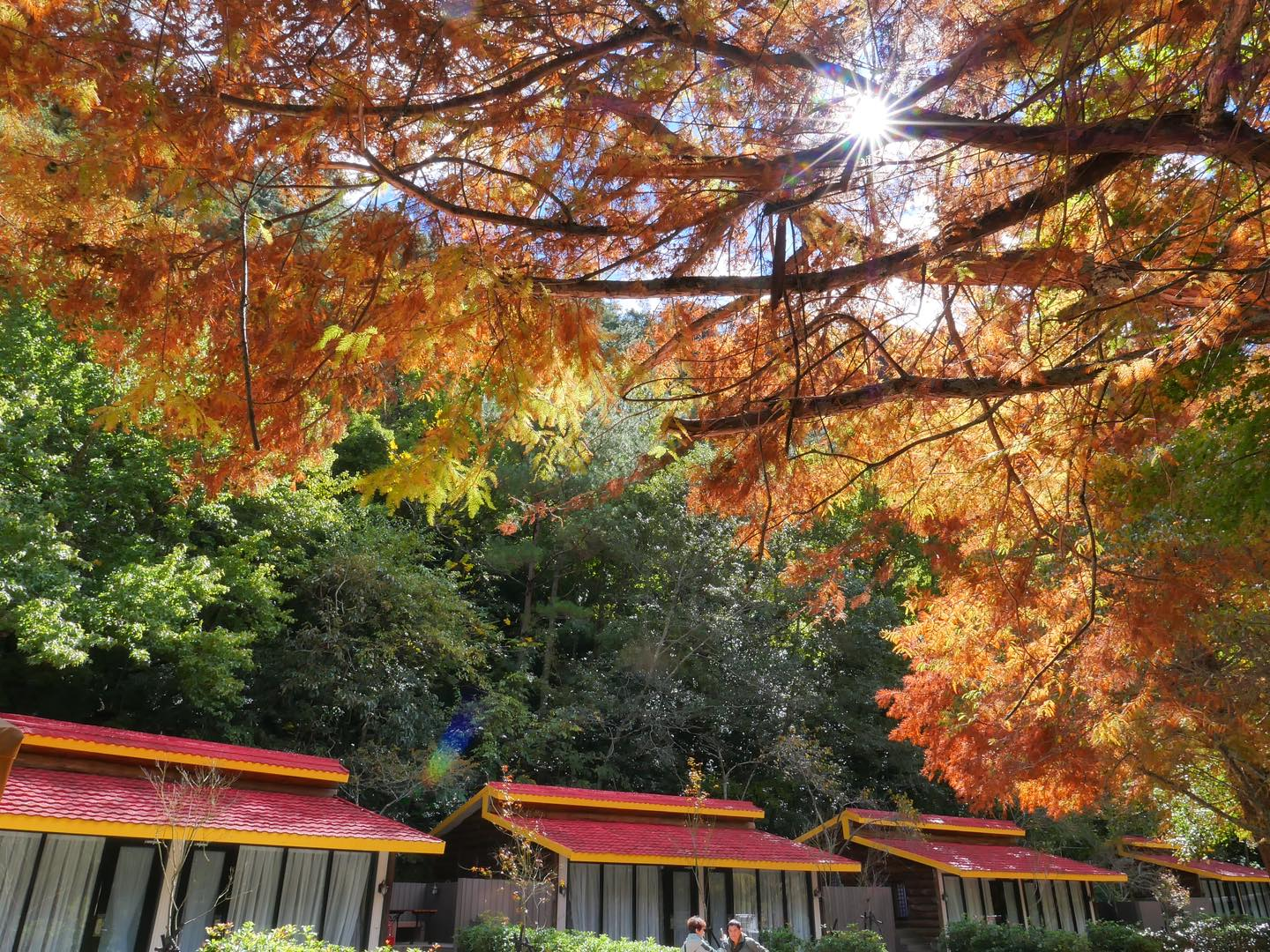秋日的武陵國民賓館，紅葉鋪滿山徑時，旅人靜靜看著雲霧散開